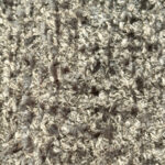 Violet - 156