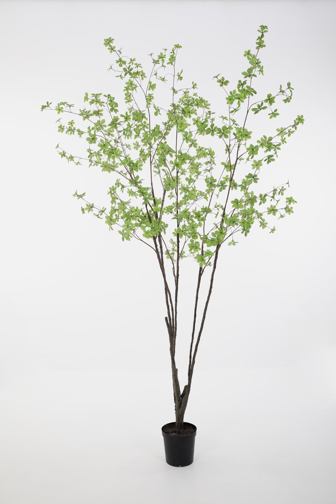 380139 Small Leaves Plant 244cm - Afbeelding 1