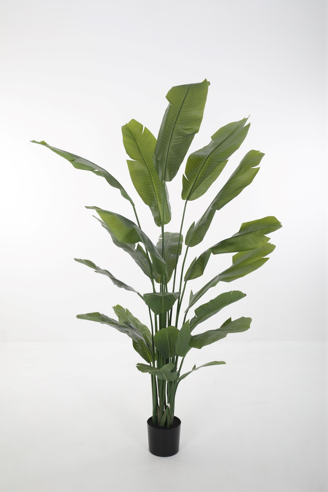 380344 Strelitzia 210cm - Afbeelding 1
