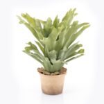 By-Boo Staghorn fern medium