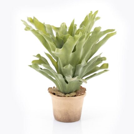 By-Boo Staghorn fern medium