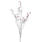 Rose hip branche red