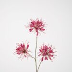 Kunsttak Spiderflower Spray 94cm