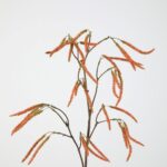Kunsttak Amaranthus Spray 76cm