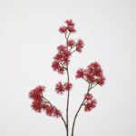 Witch Hazel Spray 89cm rood