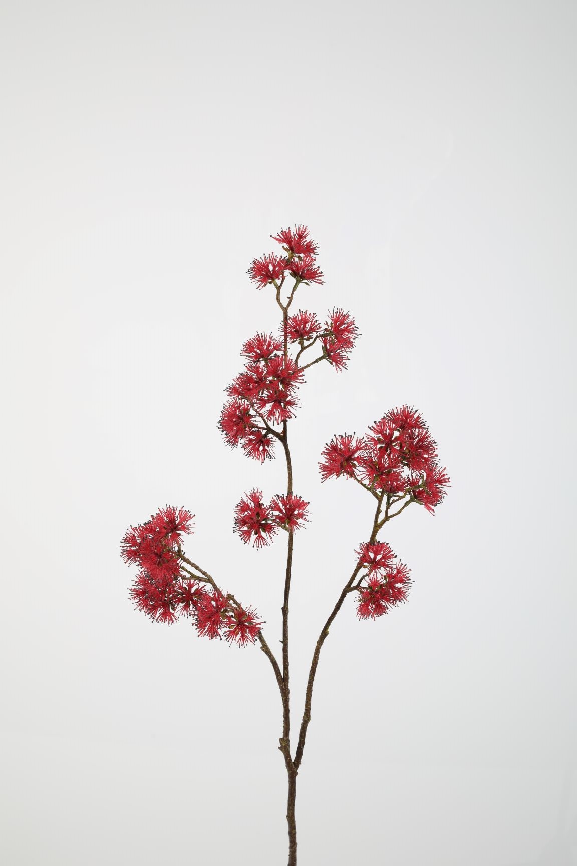 witch rood Witch Hazel Spray 89cm rood - Afbeelding 1